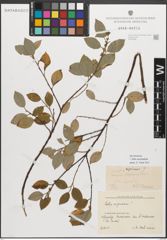 Foto von Salix myrsinifolia Salisb.